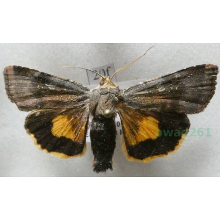 Noctua janthina Denis & Schiffermüller, 1775 Rolnica przepaska Czech20f